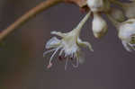 Dogtongue buckwheat